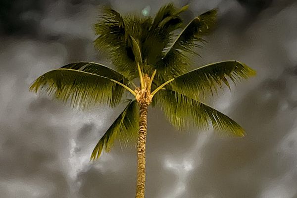 Iconic Palm Tree Against Island Skies