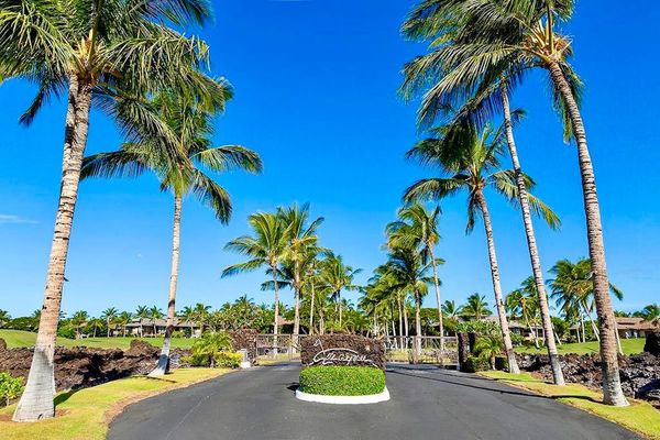 Palm Lined Resort Drive