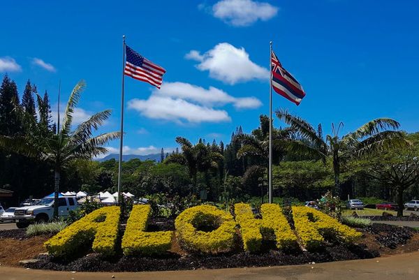 Colorful Aloha garden display welcomes visitors beneath bright Hawaiian flags