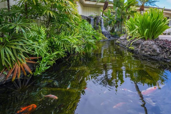 Peaceful Koi Pond Garden