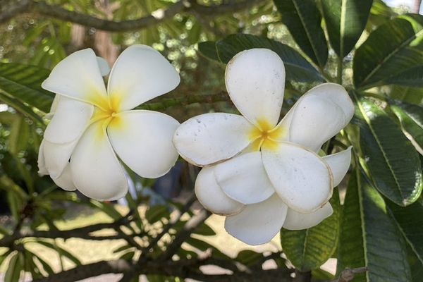 Sweet Fragrance Of Sweet Plumeria Blooms Onsite