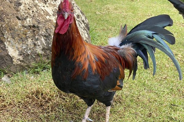 Greet The Day With Our Friendly Local Wild Roosters