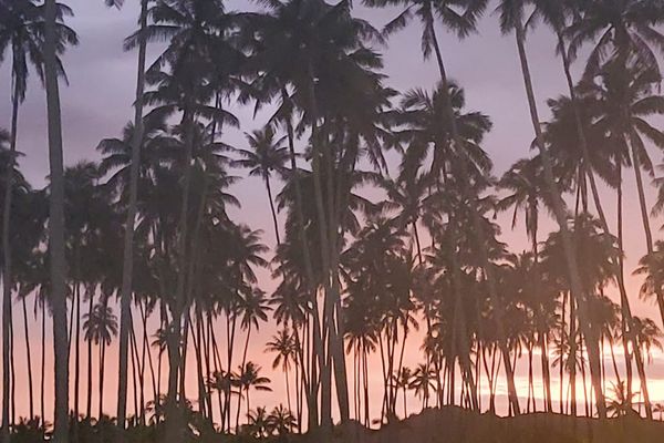Dreamy Hawaiian Sunset Through Swaying Palms
