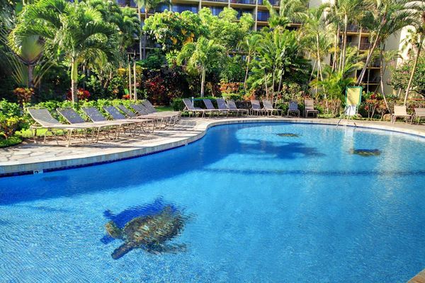 Resort Style Pool With Tropical Turtle Mosaic