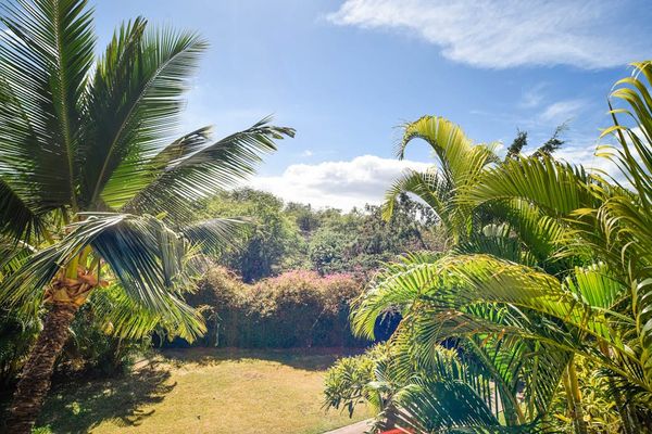 Lush tropical scenery with mountain views