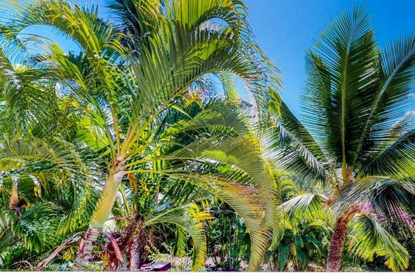 Lush tropical landscaping surrounds the resort grounds