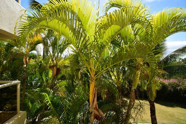 Lush palms create a peaceful tropical setting