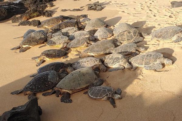 Sea Turtle Haven Along the Coastline