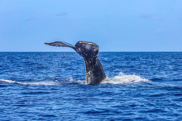 Unforgettable Whale Watching Right Offshore