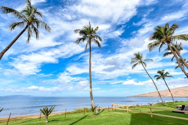 Palm Lined Lawn Overlooking The Ocean