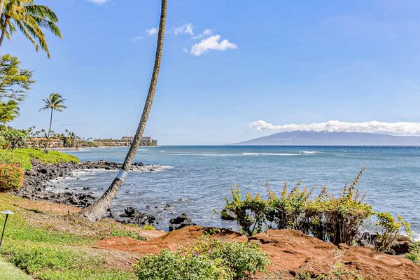 Palm Lined Shoreline With Endless Blue Horizons
