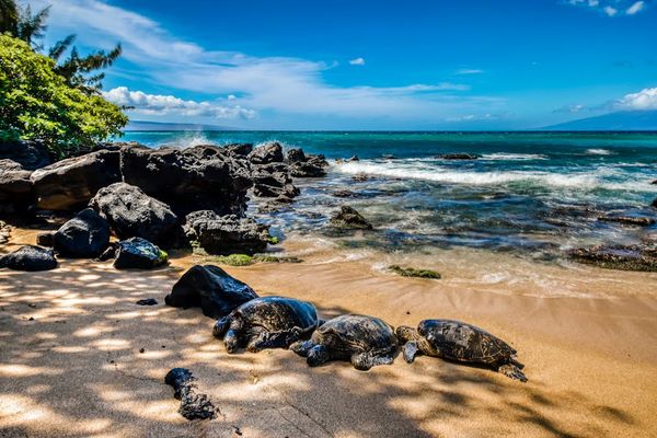 Mahina Surf 123 & 124