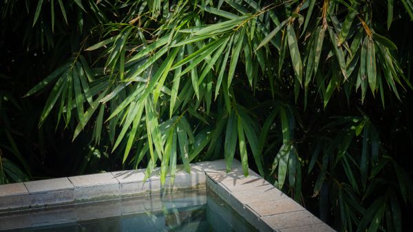 The villa is surrounded by lush tropical greenery for a peaceful, private feel.