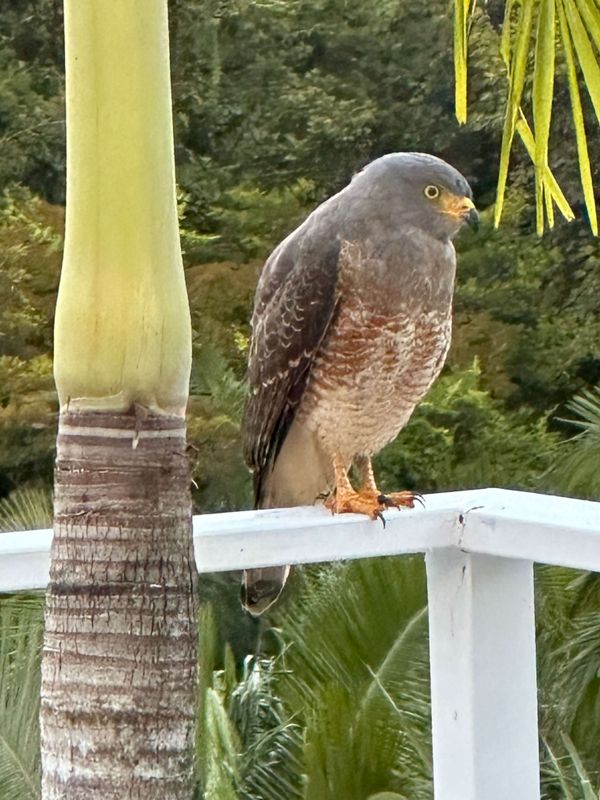 Hawk visiting the house.