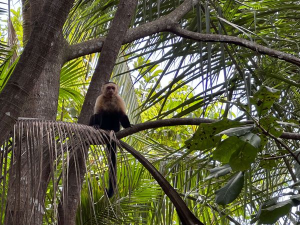 White faced monkey visiting the house.