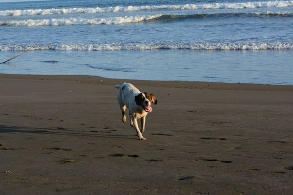 Pet friendly beaches in the area: Playa Tortuga, Playa Ventanas, Playa Hermosa and Playa Dominical