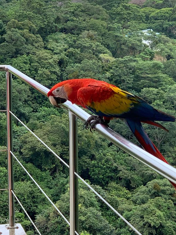 The wildlife likes to keep an eye on the property too.
