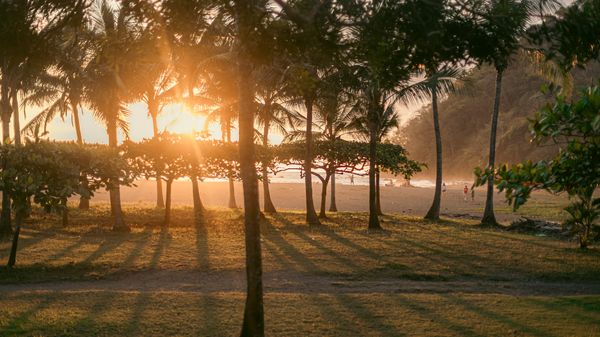 A beautiful garden by the beach, palm trees, and the soothing sound of waves, right outside your room.