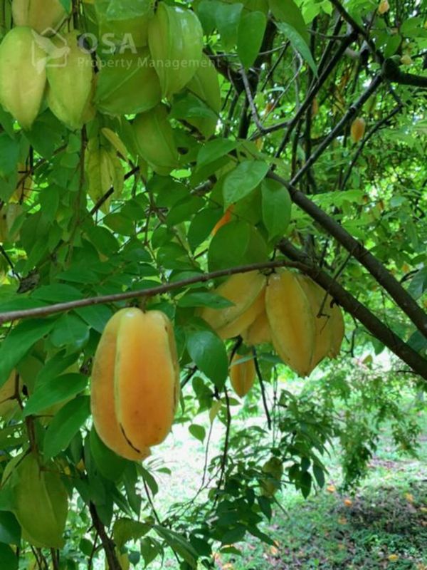 Star fruit grows in one of  the many fruit trees on the property.