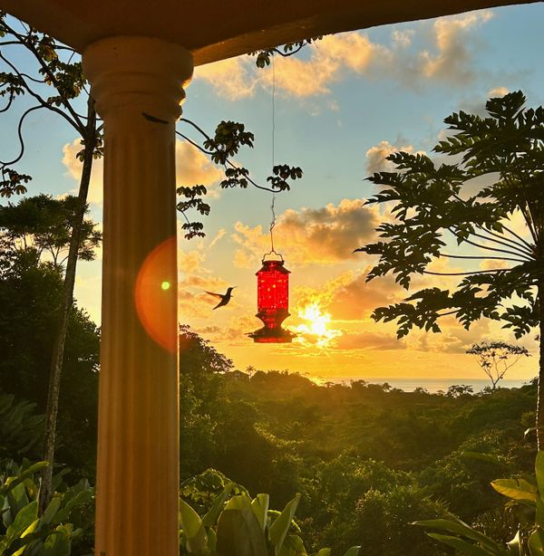 Hummingbirds are just some of the beautiful wildlife you will see and hear while staying at Casa Rana Verde.