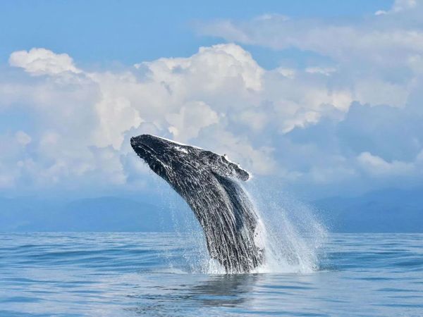 Whale watching is a popular tour that our Concierge can line up for you .