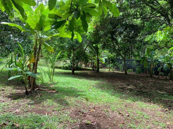 Huge two-acre lot with fruit trees behind the house.
