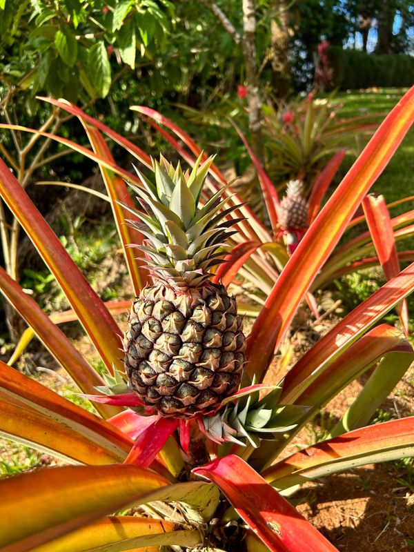 Pineapples growing on the property.