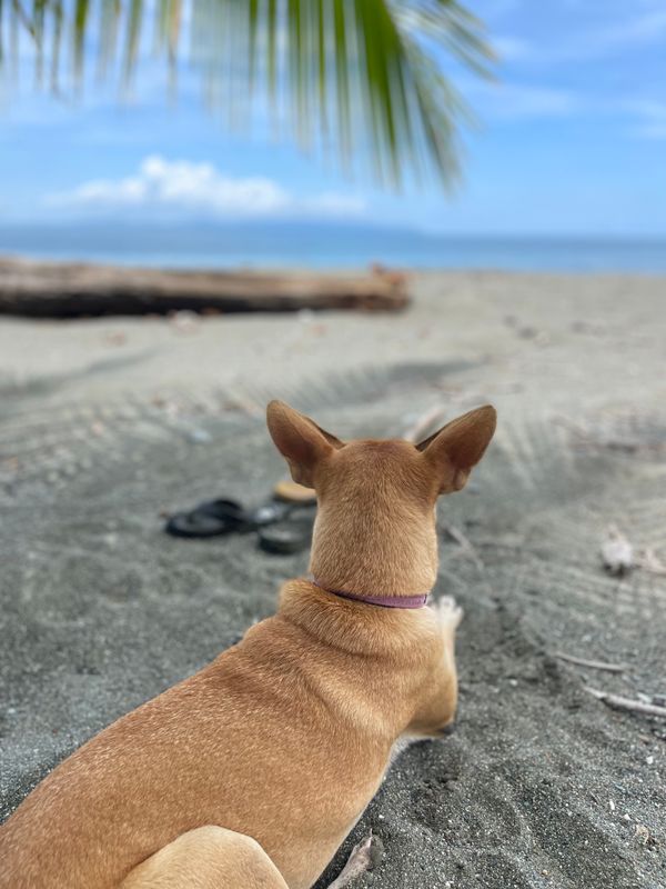 Playa Tortuga, Playa Ventanas and Playa Hermosa are dog friendly beaches. Remember always to bring your dog in a leach, baggies to pick up dog waits and a bowl to make sure your pet is always hydrated!