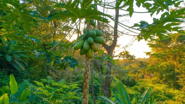 Papaya growing on the property. Feel free to pick one!