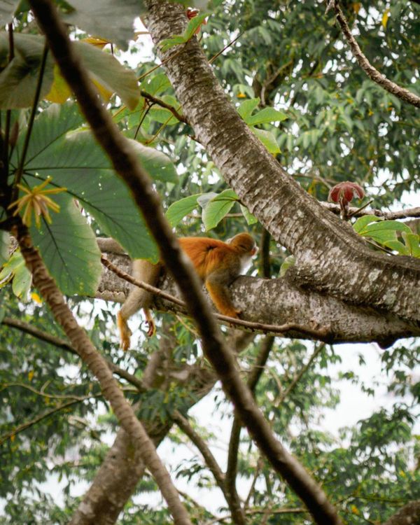 Ojochal is famous for the wildlife that can be seen in town
