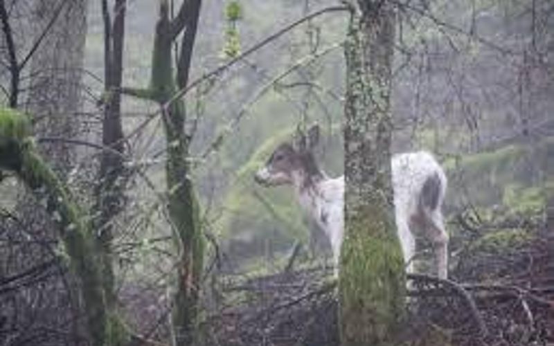 3013afb3 7891 4848 a20c 44c0778c747e homerunner