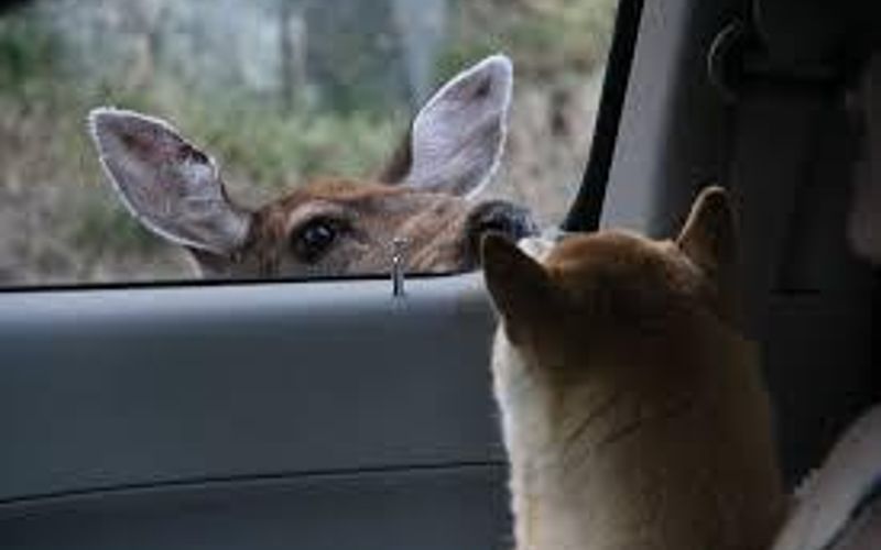 3441165d c90d 4a60 a483 ab2ab5ae4f80 homerunner