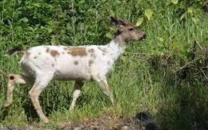 70550e60 370a 49b7 aac7 36a472875675 homerunner