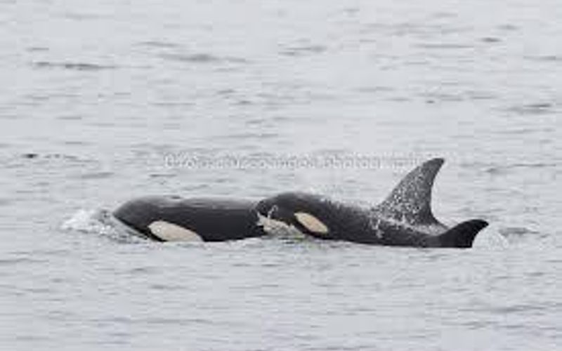 c66fd4e1 55d0 4f85 a18c c3d2e64615c9 homerunner