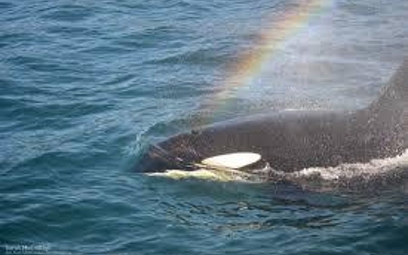 d2bcefa6 f596 4c0d 8eb6 ee5bf1804a74 homerunner