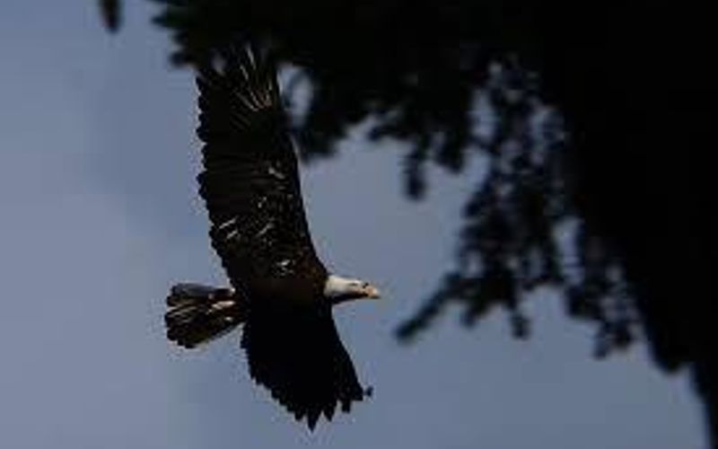 f0975c93 8bb0 4613 9e9b a05c8c9fb9b7 homerunner