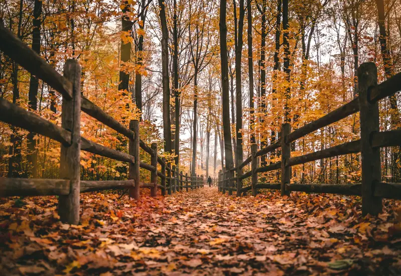 Things to do in colorado this fall: your ultimate fall break guide cover image
