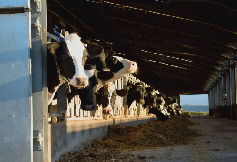 Devon county show cover image