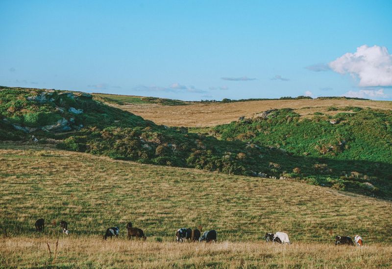 The english riviera autumn walking festival cover image