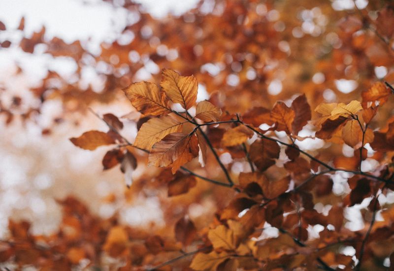 Why visit devon in autumn? Cover image