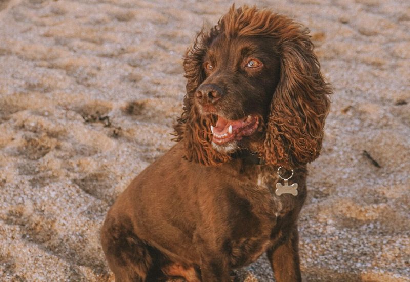 The best dog friendly beaches in devon cover image