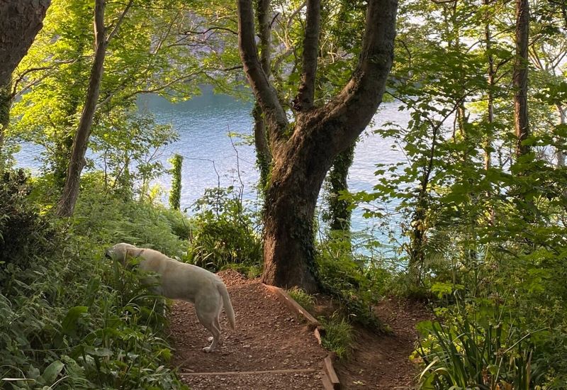The english riviera walking festival cover image