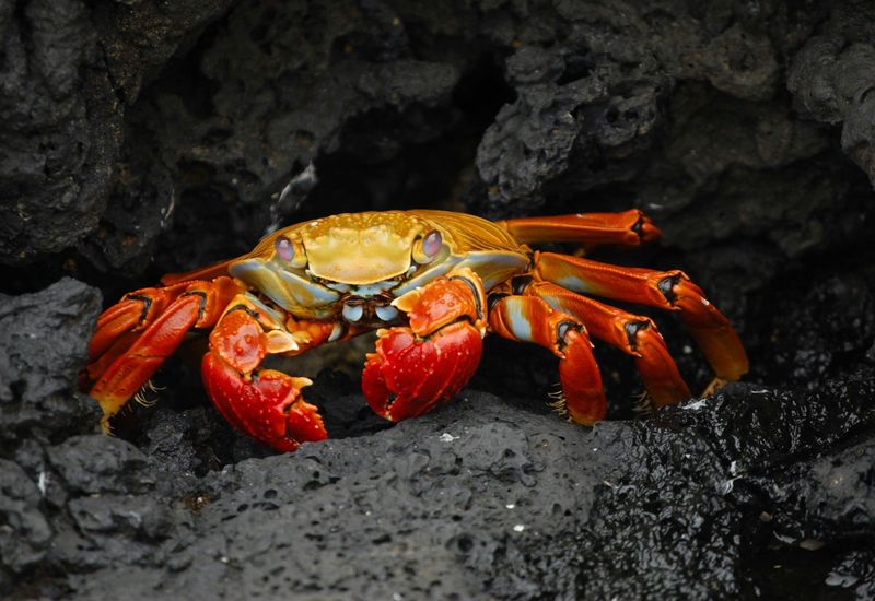 Crab fest salcombe cover image