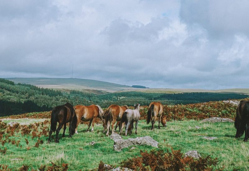 Where to go on dartmoor cover image