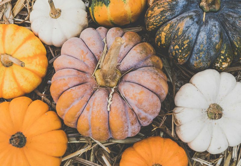 Things to do in devon this october half term cover image