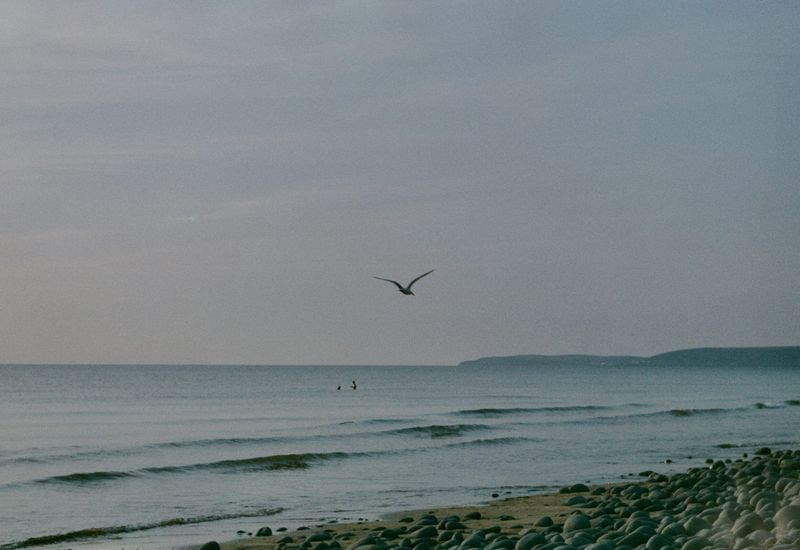 A guide to christmas day swims in south devon cover image