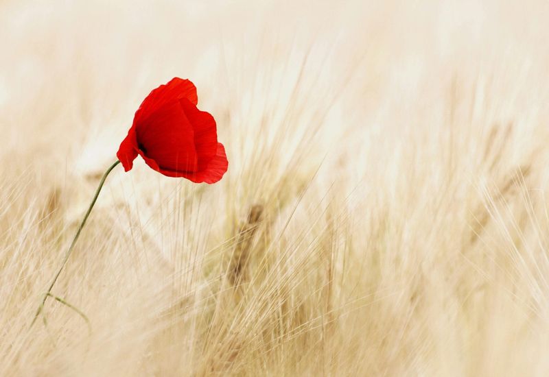 Remembrance sunday parades in devon cover image