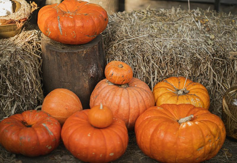 Pumpkin picking, devon: where to go during your autumn stay cover image