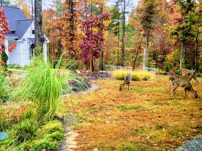 The Grounds - Autumn color and visiting deer make the wooded setting feel like a private retreat.