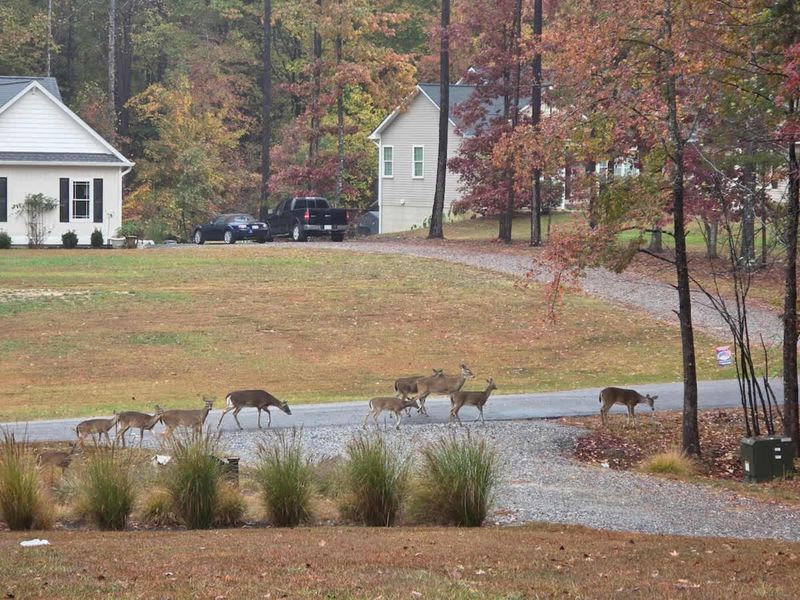 The Grounds - A family of deer wanders the front yard, a regular sight in this quiet wooded neighborhood.
